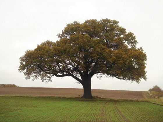 Felicity the Oak Tree